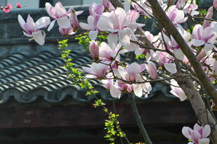 玉兰花 