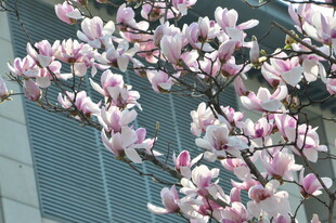 玉兰花   