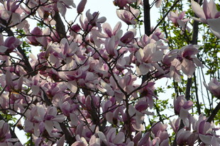 玉兰花  