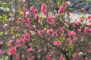 碧桃花 