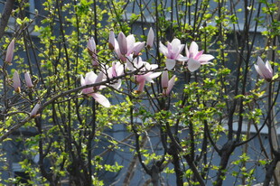 玉兰花