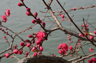碧桃花 