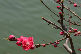碧桃花   