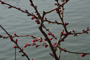 碧桃花  