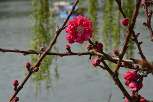 碧桃花  