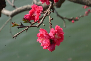 碧桃花  