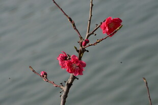 碧桃花  
