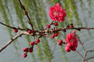 碧桃花  