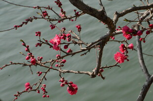 碧桃花