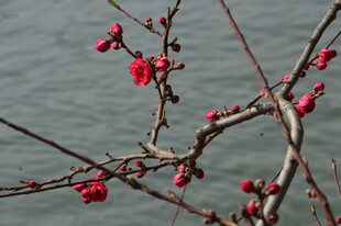碧桃花  
