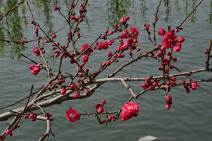 碧桃花