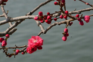 碧桃花