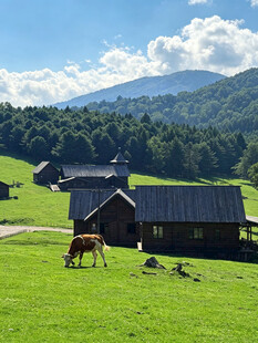 山间牧场田园风光
