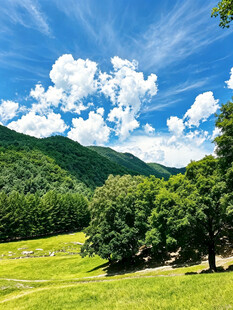 草原山林风光