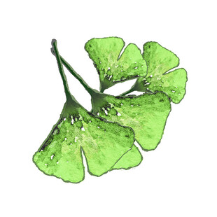 两片翠绿银杏叶插画