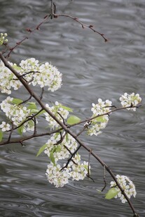 梨花