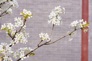 梨花