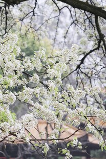 梨花