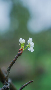 梨花