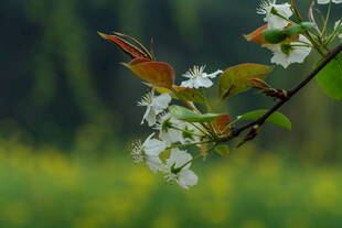 梨花