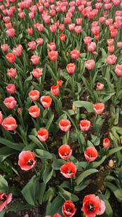 绚烂粉色郁金香花海