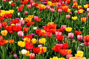 多彩郁金香花海