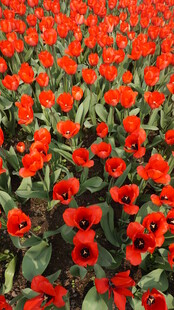 火红郁金香花海