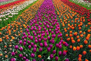 五彩斑斓的郁金香花田