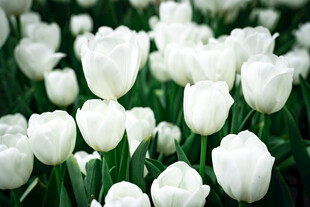 白色郁金香花海