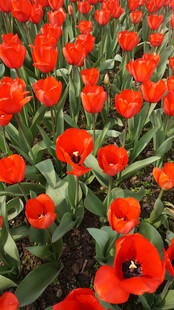 鲜艳红郁金香花海
