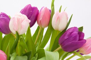 多彩郁金香花束