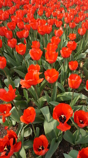 绚烂红郁金香花海