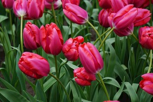 鲜艳红郁金香花海