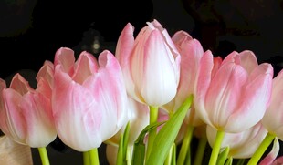 粉色郁金香花束
