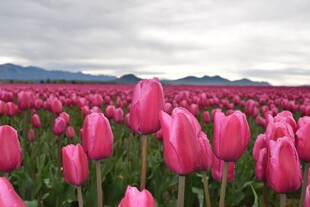 粉色郁金香花海美景