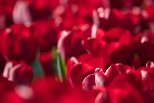 艳丽红郁金香花海