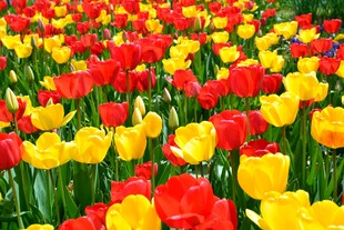 多彩郁金香花海