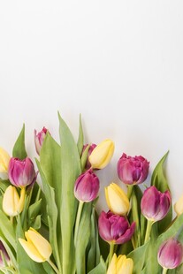 多彩郁金香花卉特写