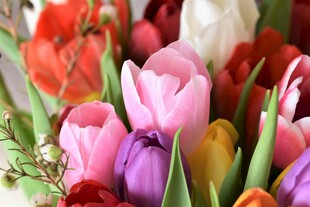 多彩郁金香花束