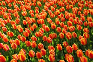 绚烂橙色郁金香花海
