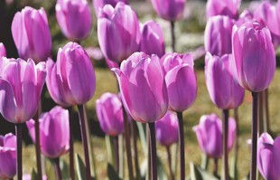 紫色郁金香花海