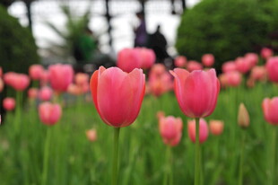 粉色郁金香花海