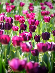 紫色郁金香花海