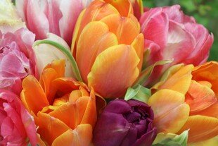 多彩郁金香花束
