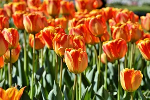 橙色郁金香花海