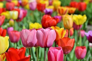 多彩郁金香花海