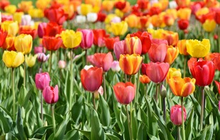 五彩斑斓的郁金香花海