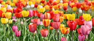 多彩郁金香花海