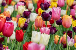 多彩郁金香花海绽放