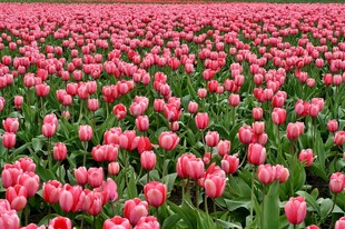 粉色郁金香花海